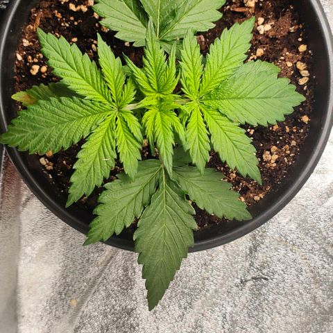 001 | Orange Sherbet Auto growlog timeline photo