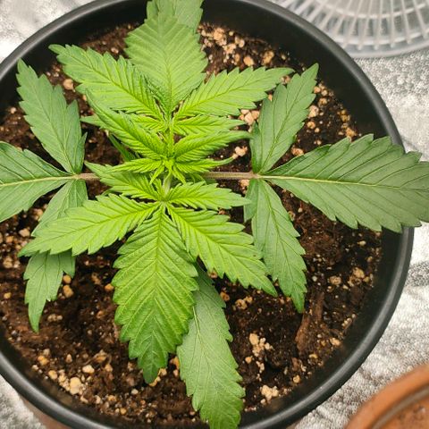 002 | Orange Sherbet Auto growlog timeline photo