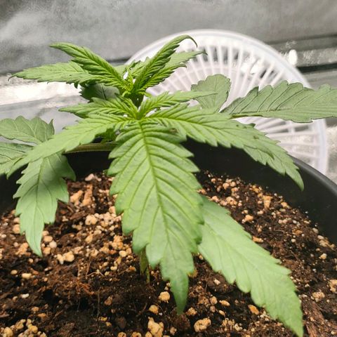 002 | Orange Sherbet Auto growlog timeline photo