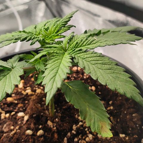 001 | Orange Sherbet Auto growlog timeline photo