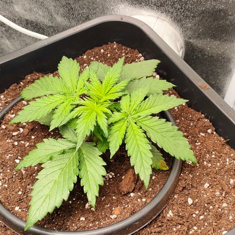 001 | Orange Sherbet Auto growlog timeline photo