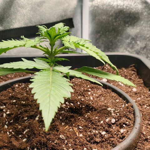 002 | Orange Sherbet Auto growlog timeline photo