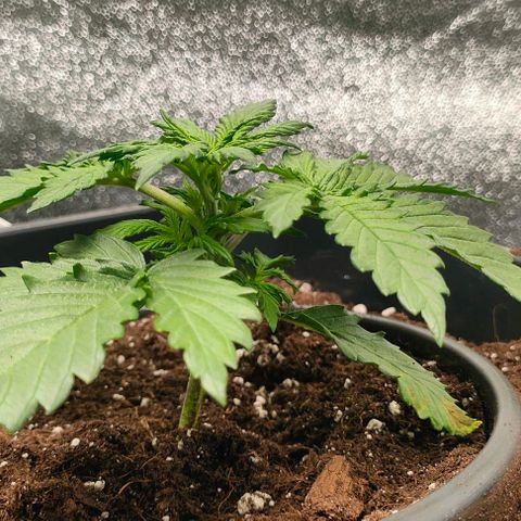 001 | Orange Sherbet Auto growlog timeline photo