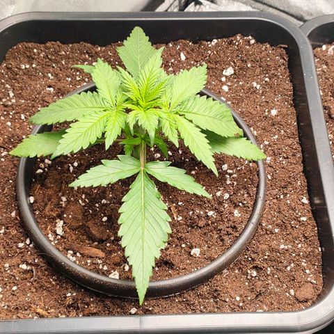 002 | Orange Sherbet Auto growlog timeline photo