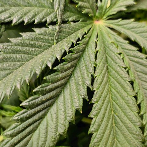 001 | Orange Sherbet Auto growlog timeline photo