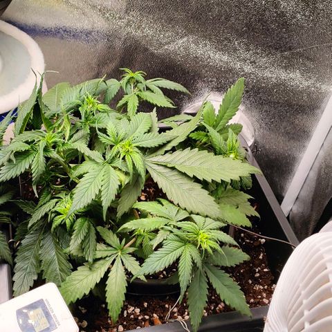 002 | Orange Sherbet Auto growlog timeline photo