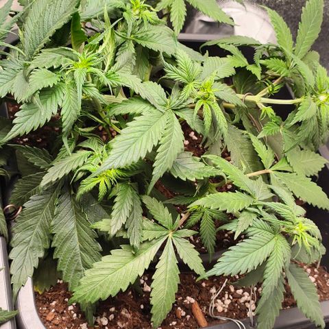 002 | Orange Sherbet Auto growlog timeline photo
