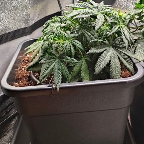 001 | Orange Sherbet Auto growlog timeline photo