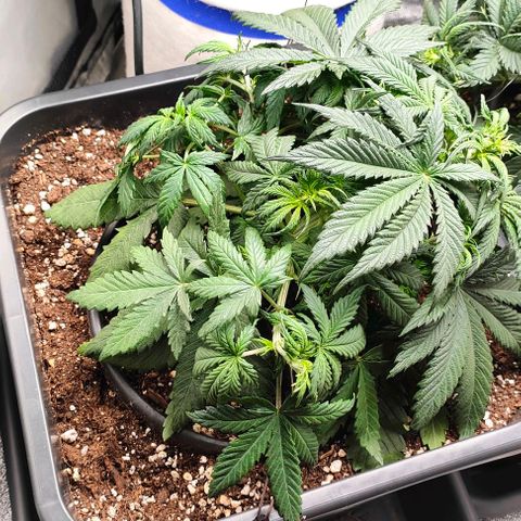 001 | Orange Sherbet Auto growlog timeline photo