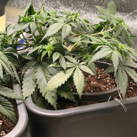 002 | Orange Sherbet Auto growlog timeline photo