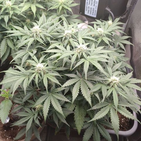 001 | Orange Sherbet Auto growlog timeline photo