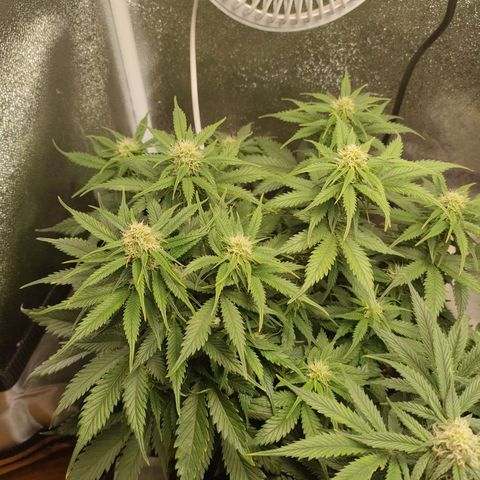 002 | Orange Sherbet Auto growlog timeline photo