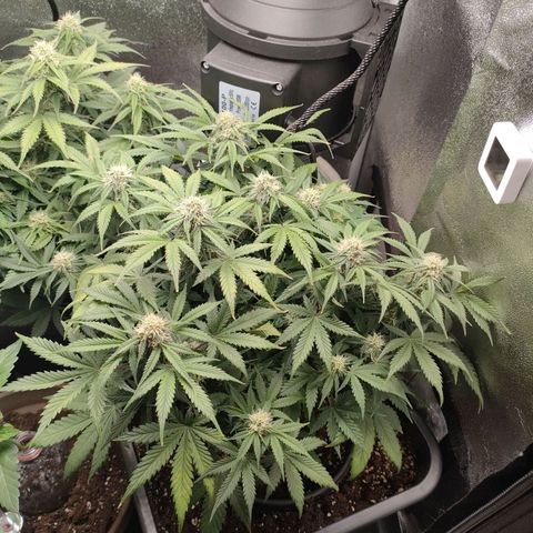 001 | Orange Sherbet Auto growlog timeline photo