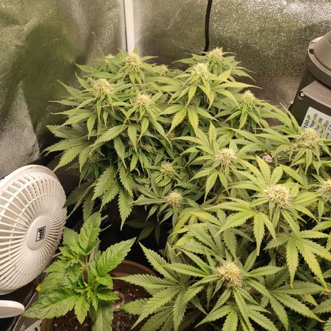 002 | Orange Sherbet Auto growlog timeline photo