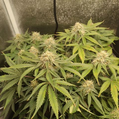 001 | Orange Sherbet Auto growlog timeline photo
