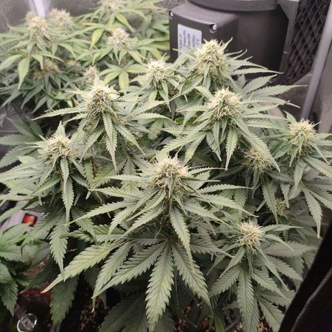 002 | Orange Sherbet Auto growlog timeline photo