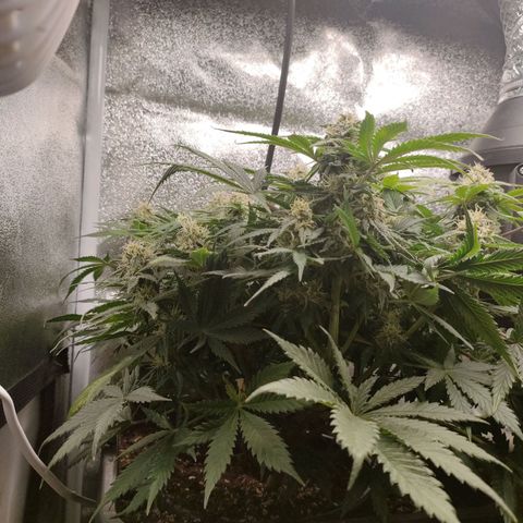 001 | Orange Sherbet Auto growlog timeline photo