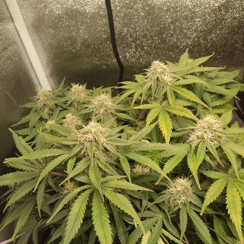 001 | Orange Sherbet Auto growlog timeline photo