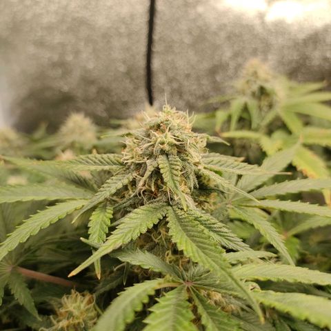 001 | Orange Sherbet Auto growlog timeline photo