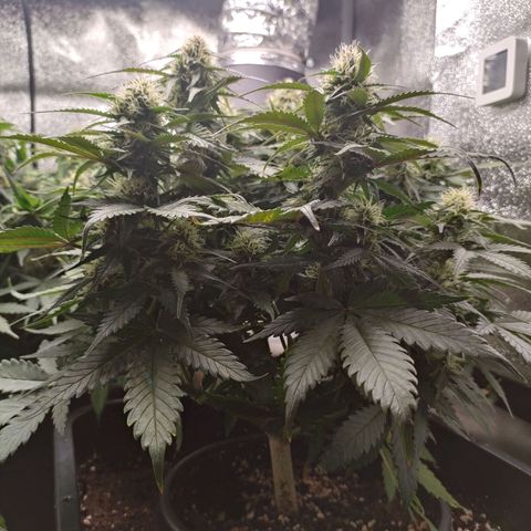 002 | Orange Sherbet Auto growlog timeline photo