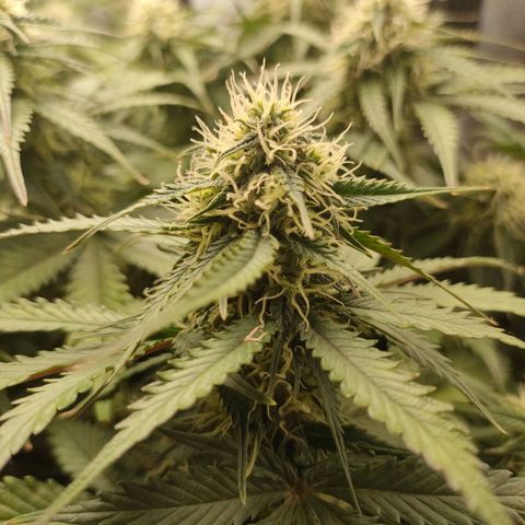 002 | Orange Sherbet Auto growlog timeline photo