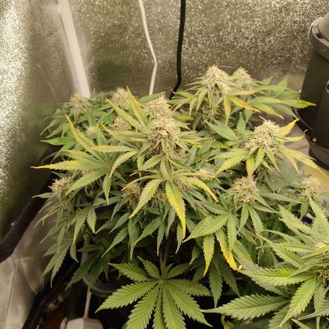 001 | Orange Sherbet Auto growlog timeline photo