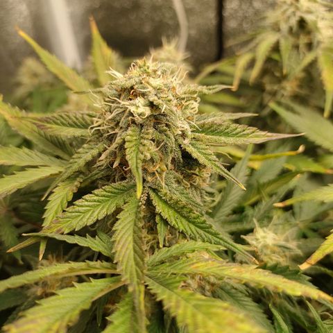 001 | Orange Sherbet Auto growlog timeline photo