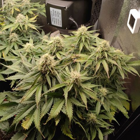 002 | Orange Sherbet Auto growlog timeline photo