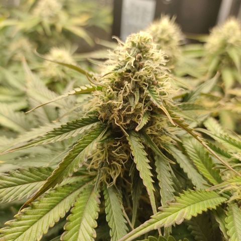 002 | Orange Sherbet Auto growlog timeline photo
