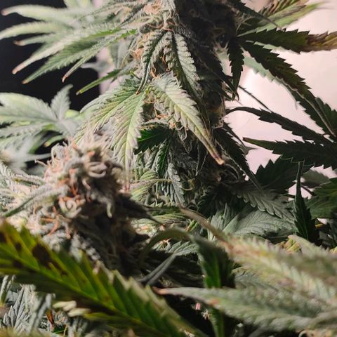 001 | Orange Sherbet Auto growlog timeline photo