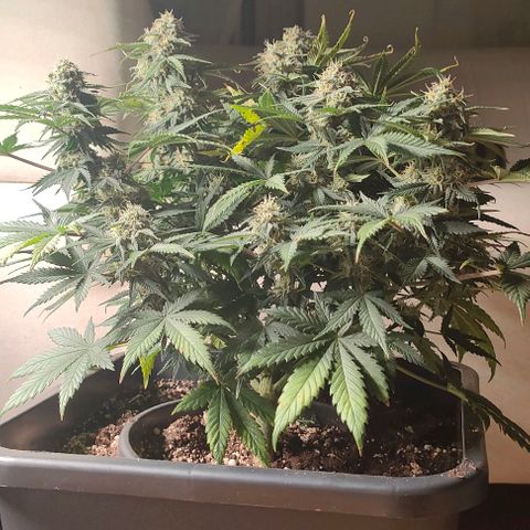 001 | Orange Sherbet Auto growlog timeline photo