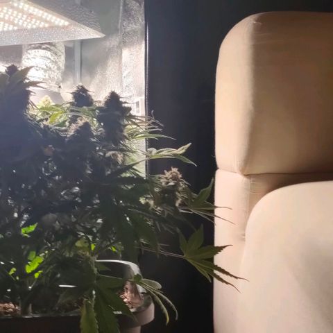 001 | Orange Sherbet Auto growlog timeline photo