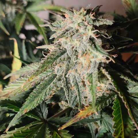 001 | Orange Sherbet Auto growlog timeline photo