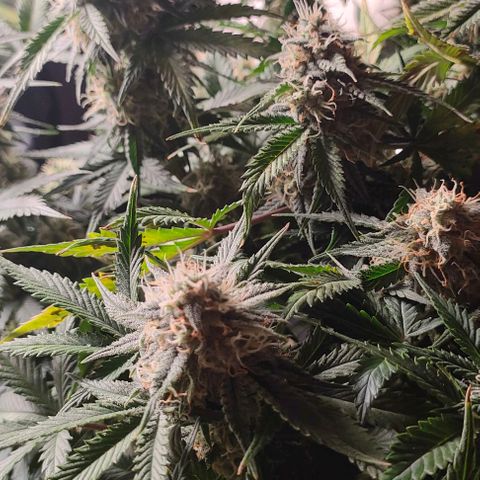001 | Orange Sherbet Auto growlog timeline photo