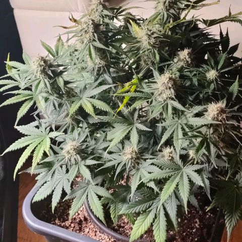 001 | Orange Sherbet Auto growlog timeline photo