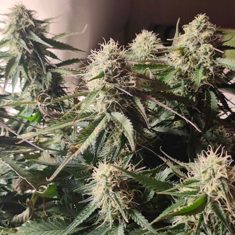 002 | Orange Sherbet Auto growlog timeline photo
