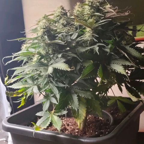 002 | Orange Sherbet Auto growlog timeline photo