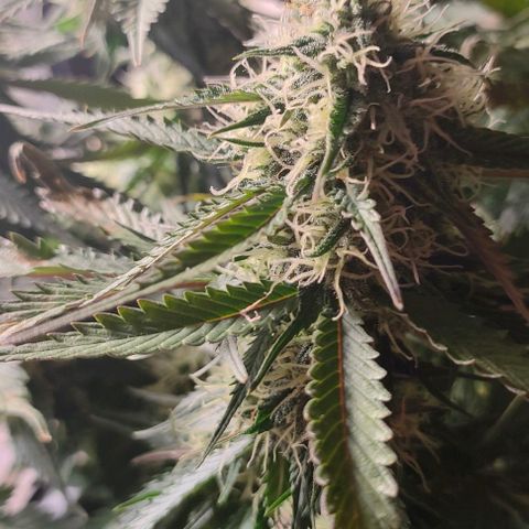 002 | Orange Sherbet Auto growlog timeline photo