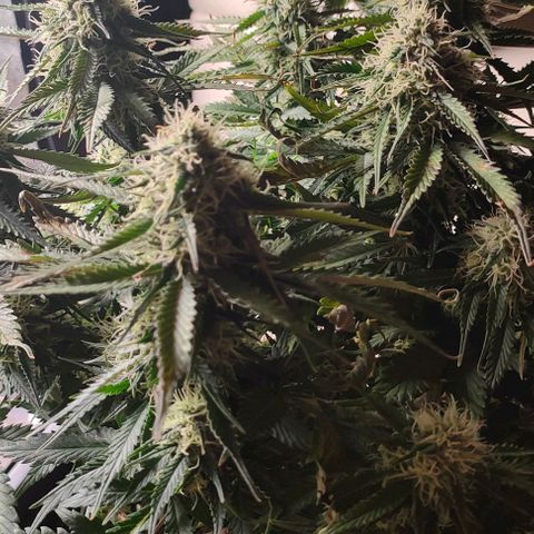 002 | Orange Sherbet Auto growlog timeline photo