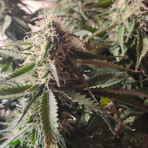 002 | Orange Sherbet Auto growlog timeline photo