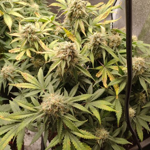 001 | Orange Sherbet Auto growlog timeline photo