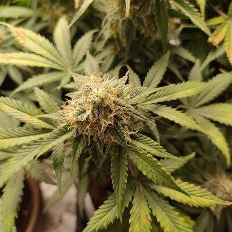 001 | Orange Sherbet Auto growlog timeline photo