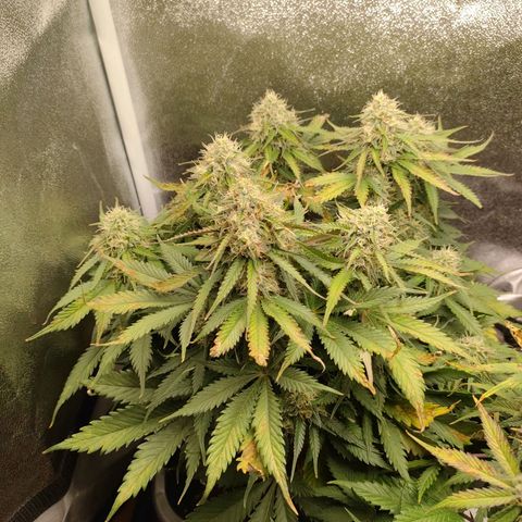 002 | Orange Sherbet Auto growlog timeline photo