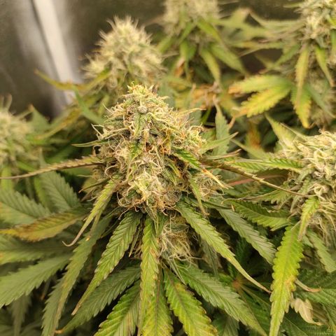 002 | Orange Sherbet Auto growlog timeline photo