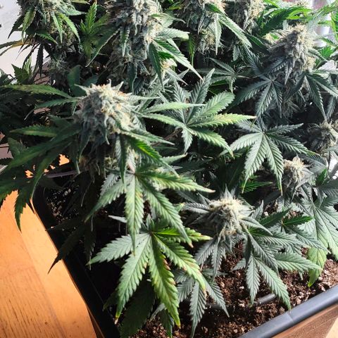 001 | Orange Sherbet Auto growlog timeline photo