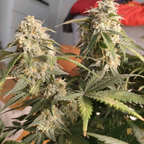 001 | Orange Sherbet Auto growlog timeline photo