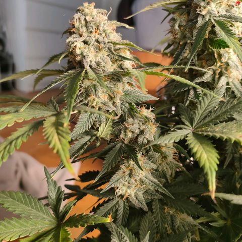 001 | Orange Sherbet Auto growlog timeline photo