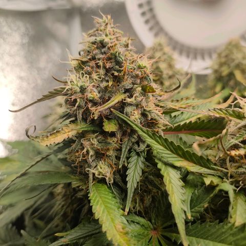 002 | Orange Sherbet Auto growlog timeline photo