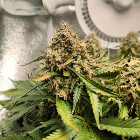 002 | Orange Sherbet Auto growlog timeline photo