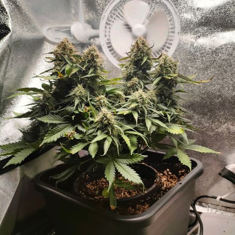 002 | Orange Sherbet Auto growlog timeline photo